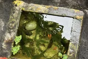 街貓自助吧？新北三重人行道上驚見「水族箱」　網直呼「留有魚地」