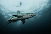 影/衝浪發現鯊魚「叫大家快逃」　男老師英勇對戰15分鐘「消失在海中」