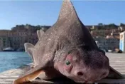 以為撈到海怪！港口出現「豬+鯊魚」混種鯊　專家大驚：相當罕見