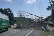 影/國3甲西向0.7公里處路樹倒塌佔全線車道！現場一度傳車輛遭砸中