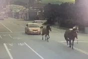 架！架！花蓮「3匹馬」大馬路快樂狂奔　民宿飼主接罰單