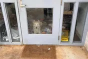 影/收容所收留棄養哈士奇　牠竟越獄狂拆大廳櫃檯