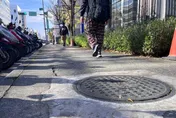 挖洞給你跳？高雄人行道路「留一排坑洞」　網怒：一不注意晚七天回家