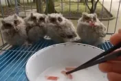 影/清抽油煙機驚見4隻「貓頭鷹臉」雛鳥　專家一看：國家級保護動物