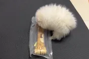 影/天兵飼主買磨牙棒「忘看尺寸」　毛孩喜提「巨型打狗棒」能看不能吃