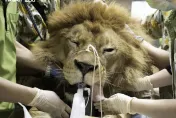 夢幻職業超危險！黑猩猩「拔麻醉針頭丟」獸醫…不求高薪只盼野生動物健康　工作秘辛一次揭
