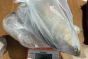 常見黃魚竟驗出「恩氟喹啉羧酸」！衛生局：吃下肚恐引發腸胃不適