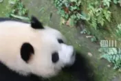 影/有夠沒水準！男子朝大貓熊亂潑水　遭終身禁止進入貓熊基地
