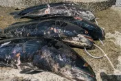 「湖中惡霸」現形！日月潭水位上漲　5條超肥魚虎築巢遭一網打盡