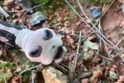 公園驚見「骷髏怪蟲」！趴地蠕動還抬頭詭笑…內行曝「比熊貓稀有」