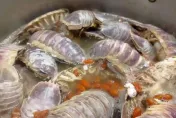 慎入！一鍋15隻具足蟲「燒酒式」解鎖　他吃完嘆：只有滿滿的空虛