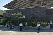 背負「繁衍後代」神聖任務！台北小貓熊「奇奇」急飛星國