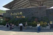 石虎保育再添佳音！北市動物園雙胞胎姊妹花取名藏玄機
