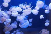 煮湯新選擇？網紅以劇毒「僧帽水母」煮成湯曝口感　專家急警告：不建議模仿