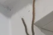 影/慎入！恐怖「巨型生物」上百對蟲足爬行　10秒影片讓百萬網友發毛