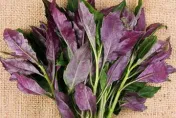 網傳「補血菜」有毒！「毒到蟲不吃」專家揭：4大功效補血還抗癌