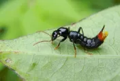 天氣溼熱「隱翅蟲」多！拍打恐起水泡或膿皰　可透過「5種藥物」治療