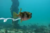 影/「河豚屁股飄彩帶」化身《小美人魚》　夢幻真相驚呆全網
