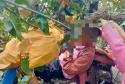 苗栗果園農用車意外！老農遭夾困卡樹上　警消鋸樹搶救