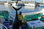 影/黑鮪魚大豐收！東港漁船「鮪魚堆滿滿」　壯觀畫面曝光