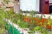 嘉義毒蟲落網...警意外搜出「蘭花園」！父子種大麻自產自銷遭逮