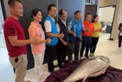 影/最狂縣長vs最肥鮪魚！苗縣義交大隊長交接授證　300斤黑鮪魚加菜成焦點