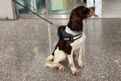 影/聞到你了！「超萌警犬」抓到毒販躲在透天厝夾縫　今晚賞肉肉