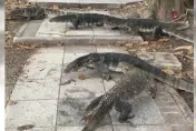 正妹公園湖邊餵烏龜　下秒「巨型水怪」竄出！學者推估：和恐龍有親屬關係