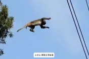 影/身懷絕技！獼猴遭大冠鷲攻擊受驚　下秒凌空飛躍徒手勾住電纜線逃命