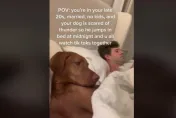 影/膽小獵犬一聽雷聲「秒跳上床」求保護　馬麻笑翻：明明外表強壯勇猛