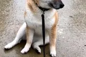 影/柴犬出演「悲劇女主角」失魂落魄太傳神！　汪：讓偶在雨中靜靜