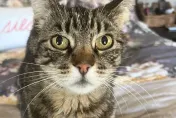 遭遇野火和貓咪失散近6年　飼主靠「寵物晶片」與愛貓奇蹟重逢