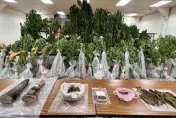 泰籍夫妻在台南種千萬「大麻農場」　警攻堅驚見「樹長到4米高」