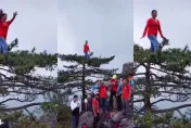 影/大媽爬上百年松樹頂「雙手狂舞」　只為打卡拍照...網斥：腦袋去哪？