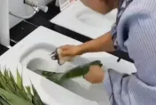 影/衛浴專賣店「蹲式馬桶」洗粽葉　挨批不衛生老闆嗆：比你家菜盆還乾淨