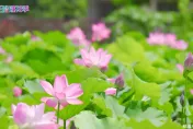 暑趣玩/桃園蓮花季7/1~8/20登場　大啖蓮花料理、周周有賞花主題
