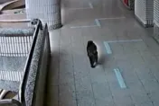 頑皮童跟蹤獼猴反被追殺！「背後抓出5傷」家長暴怒　校方：已請動保處誘捕「兇手」