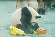 影/大貓熊圓寶3歲慶生！超萌熊熊造型蛋糕曝　現場嗨唱生日快樂歌