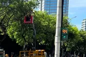 北市芒果樹結果纍纍！打果大隊出動　果實生澀難吃「別撿」