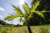 14歲少年觸碰「英國最危險植物」身上4處長嚴重水泡　醫：還會有後遺症