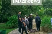 影/野生捕獲！200Kg姚明「一拐一拐」現身植物園　13歲愛女身高快190cm