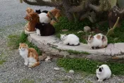 賽普勒斯淪「死貓之島」！貓冠狀病毒釀30萬死　病毒恐已飄洋過海