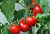 暴雨造成價格飆漲！印度爆「蕃茄之亂」　部份麥當勞漢堡吃不到蕃茄片