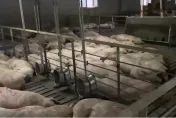 影/真芭比Ｑ了！養豬場停電「60度高溫烤5小時」　 462頭活豬慘熱死只因「枯枝掉落」
