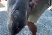 台東捕獲深海黑怪！「無鱗片、大眼」特異外型引熱議　專家曝：易危物種