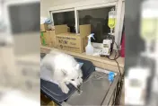 狐狸犬隨翁散步慘遭獒犬追咬喪命！　肇事飼主下場慘了