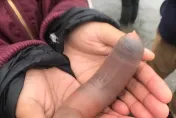 好害羞！阿根廷海岸驚見肉色腸狀「陰莖魚」　漁民瘋搶讚：口感像蛤蜊