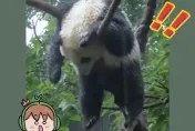 影/史上最淡定貓熊！打雷下雨照樣「掛樹狂睡」　超萌短片1天破2000萬觀看