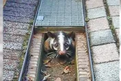 台大校園「地獄三頭犬」咬死白鼻心！學生悲痛控訴：對動保團體失望透頂