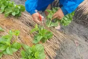 杜蘇芮民生/青蔥、韭菜花飆破百元！菜農收菜護心血　菜價預計「這天回跌」